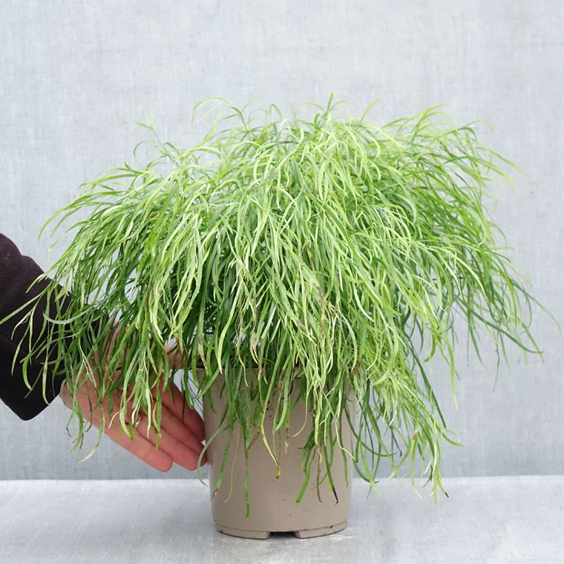 Spécimen de Acacia cognata Limelight - Mimosa nain Pot de 3L/4L tel que livré en automne
