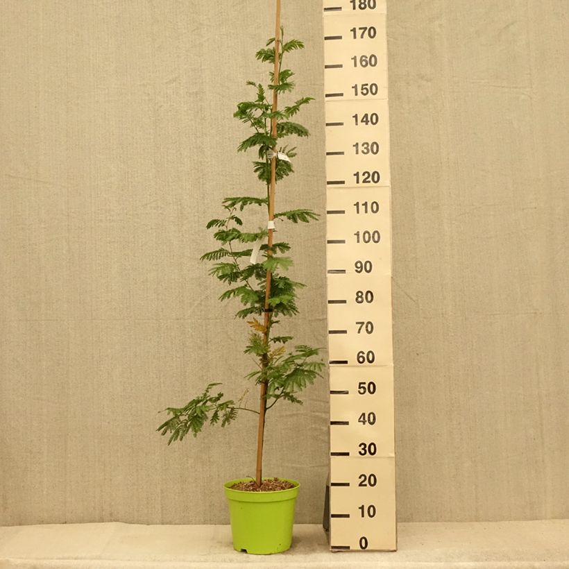 Spécimen de Acacia dealbata Gaulois Astier - Mimosa des fleuristes Pot de 7,5L/10L, Baliveau tel que livré en été