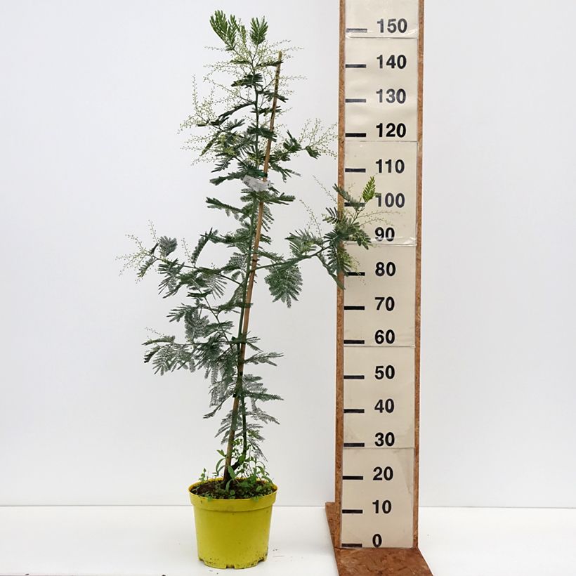 Example of Acacia dealbata Gaulois Astier - Mimosa des fleuristes Pot de 7,5L/10L, Baliveau as you get in hiver