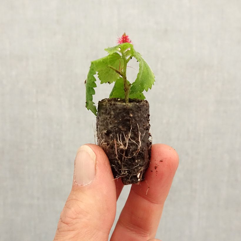 Example of Acalypha pendula Foxie - Acalypha Chenille Mini-motte Ø 1,5/2,5 cm as you get in printemps