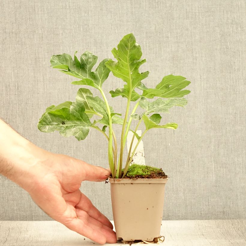 Spécimen de Acanthe mollis Latifolius Godet de 8/9 cm tel que livré en été