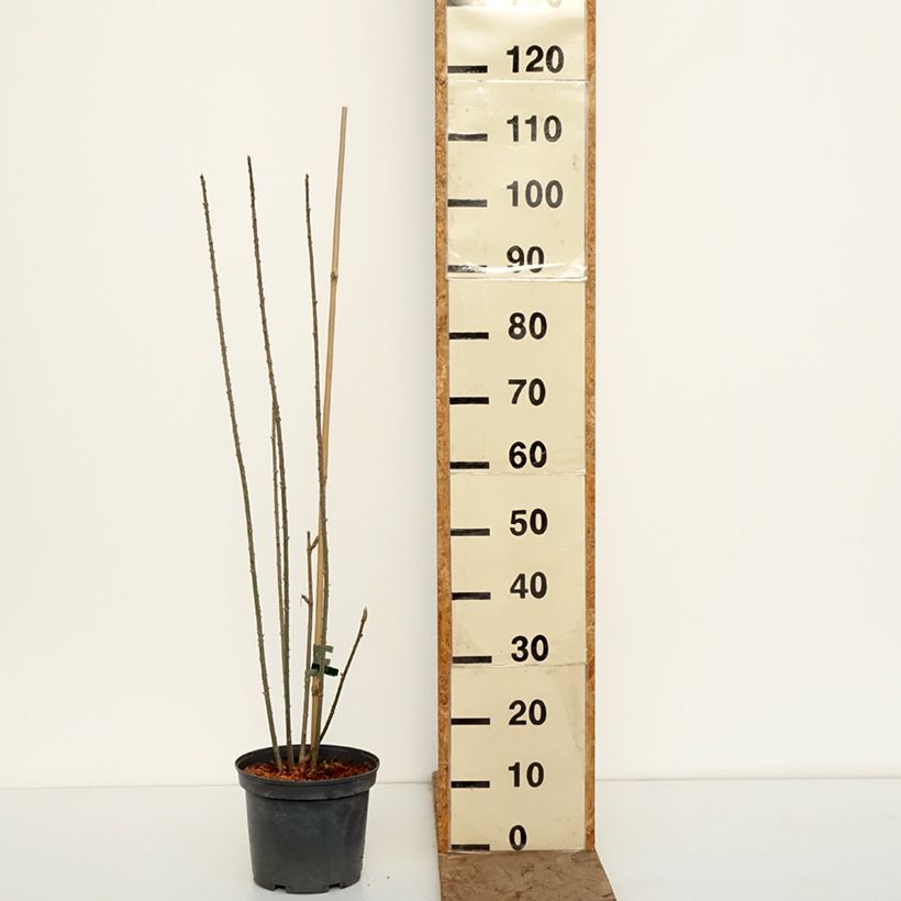 Spécimen de Acanthopanax henryi - Eleutherococcus Pot de 4L/5L tel que livré en hiver