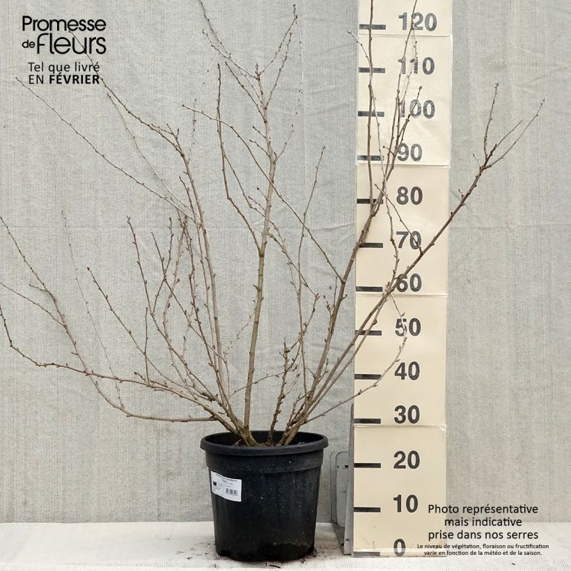 Spécimen de Acanthopanax sieboldii Variegatus - Eleutherococcus Pot de 12L/15L tel que livré en hiver