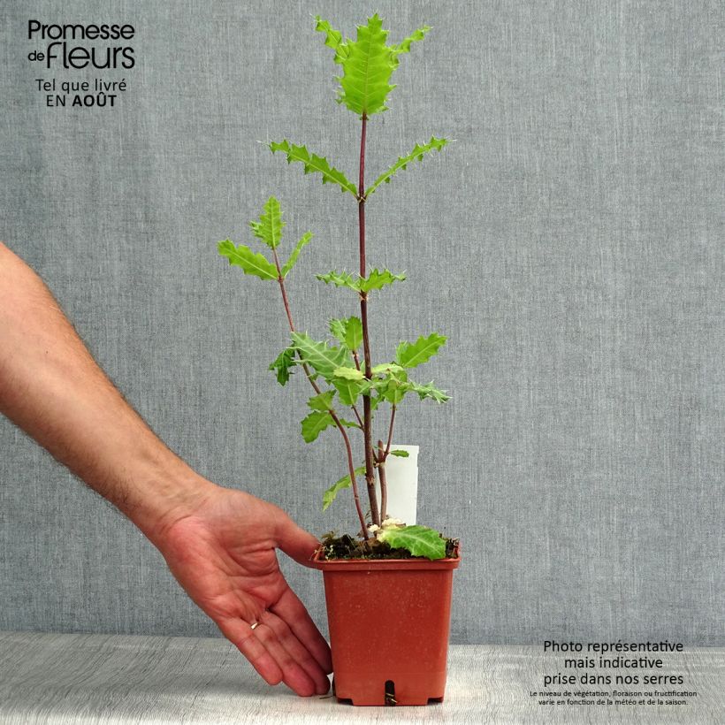 Spécimen de Acanthus sennii - Acanthe Pot de 1L/1,5L tel que livré en été