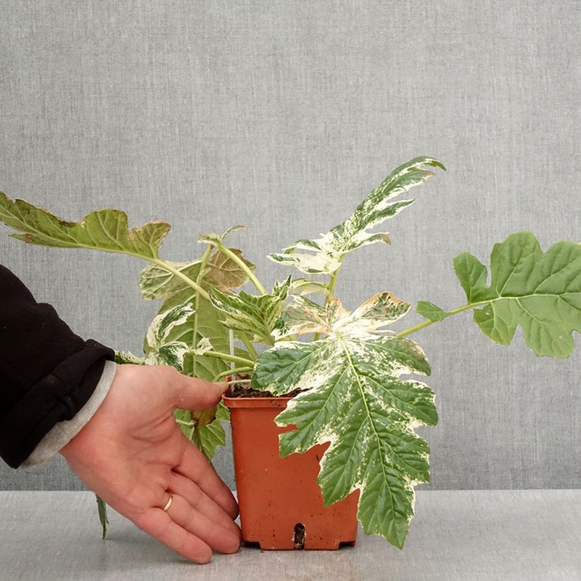 Example of Acanthus Whitewater - Acanthe hybride panachée Pot de 1L/1,5L as you get in printemps