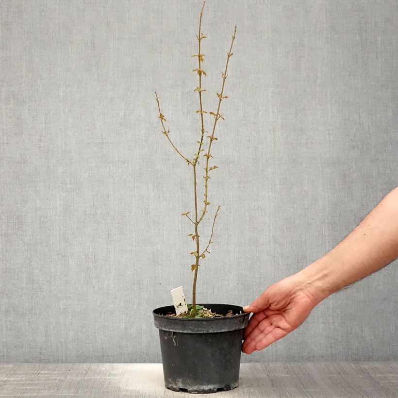 Example of Acer buergerianum - Erable de Buerger Pot de 2L/3L as you get in printemps