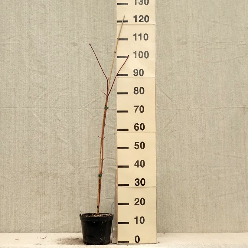 Example of Acer cappadocicum Rubrum - Érable de Colchide rouge Pot de 3L/4L as you get in printemps