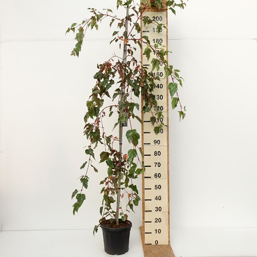 Spécimen de Acer conspicuum Red Flamingo - Érable à peau de serpent Pot de 7,5L/10L tel que livré en automne