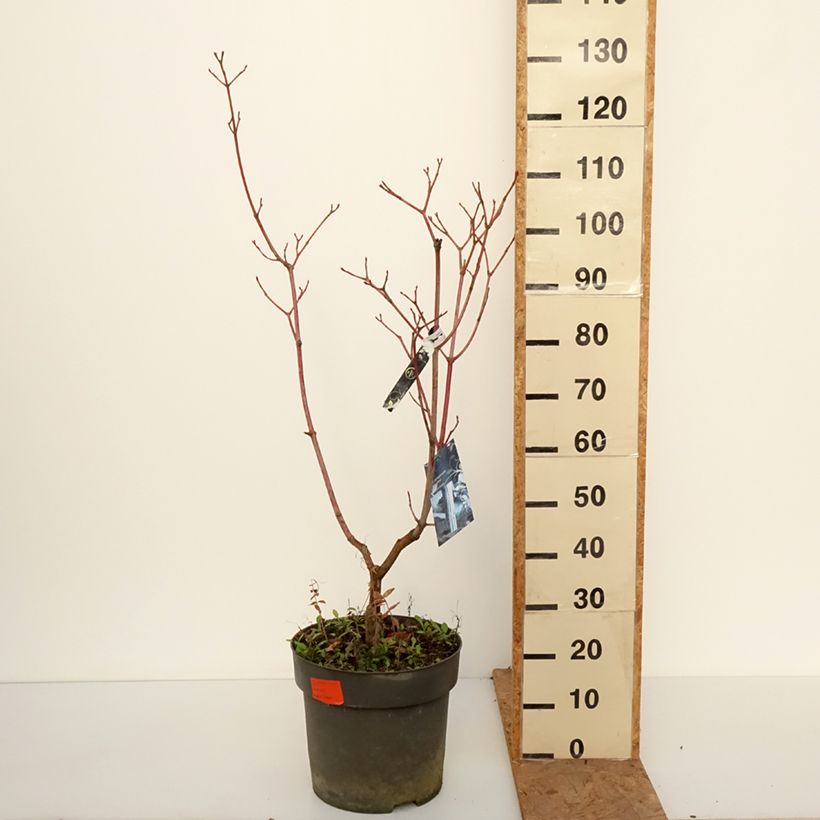 Spécimen de Acer conspicuum Silver Vein - Erable à peau de serpent Pot de 12L/15L tel que livré en automne