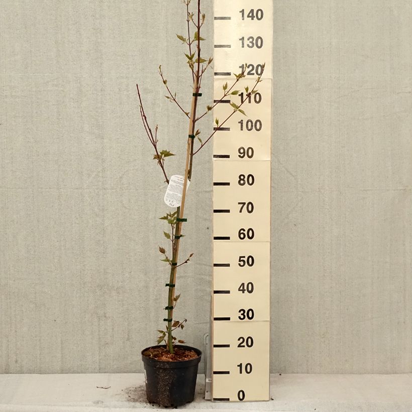 Example of Acer davidii - Érable à peau de serpent Pot de 4L/5L as you get in printemps