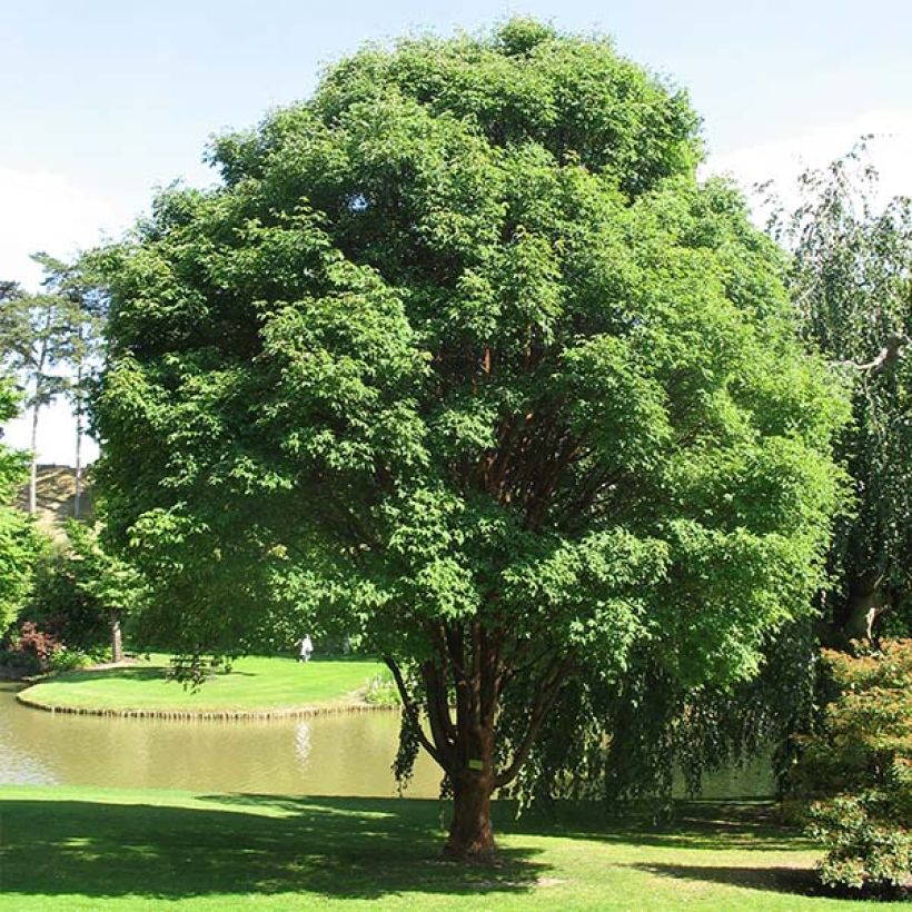 Érable cannelle - Acer griseum (Plant habit)