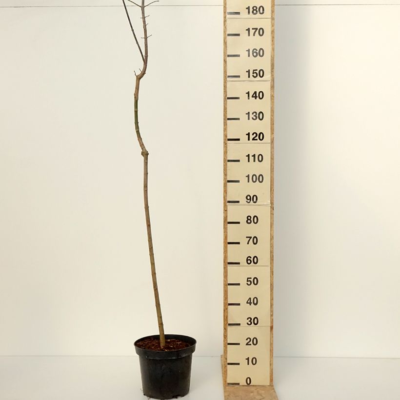 Spécimen de Acer negundo Auratum - Erable à feuilles de frêne doré Pot de 7,5L/10L, Tige tel que livré en hiver