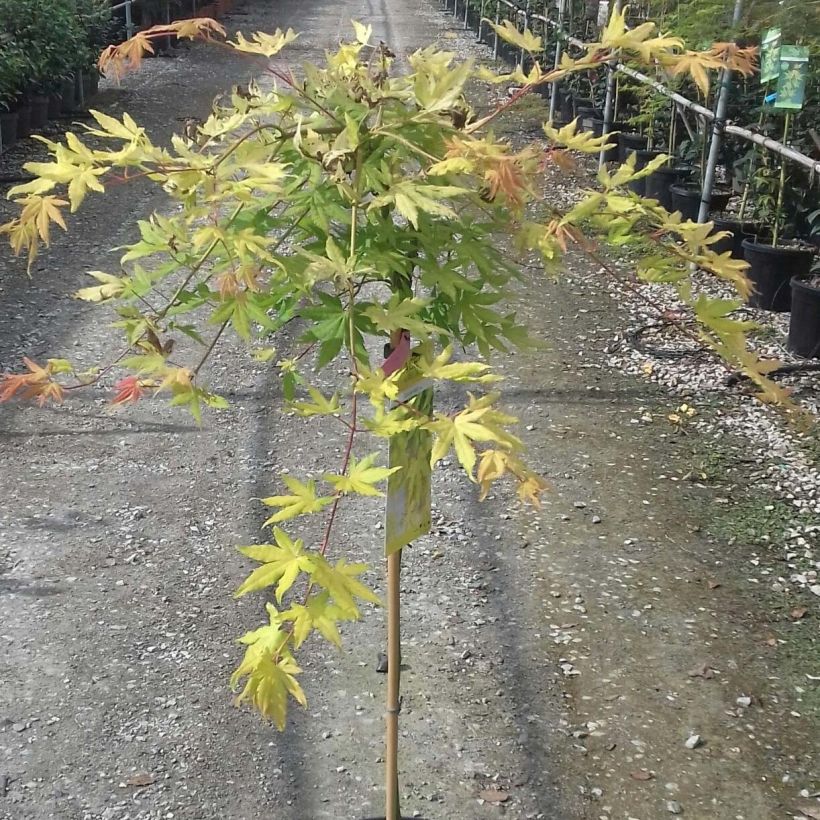 Érable du Japon - Acer palmatum Cascade Gold (Foliage)