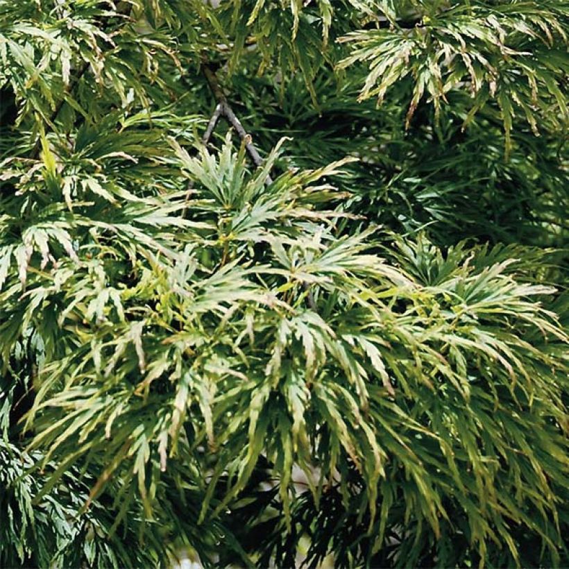 Érable du Japon - Acer palmatum Dissectum (Foliage)