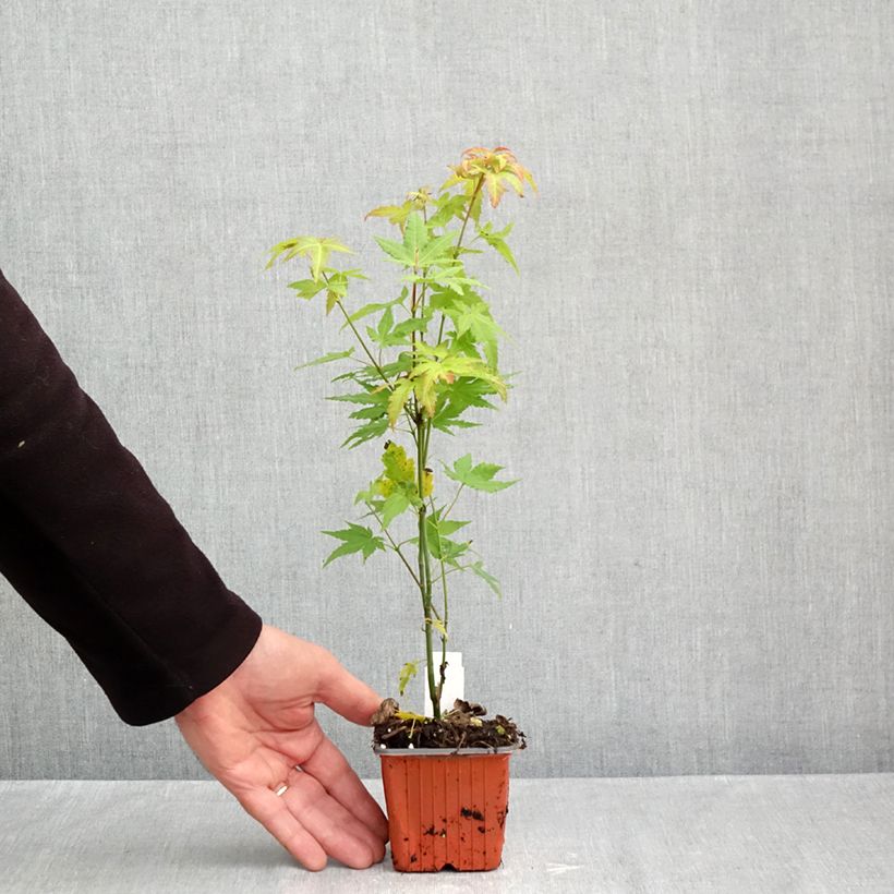 Spécimen de Acer palmatum Orange Dream Godet de 8/9 cm tel que livré en automne