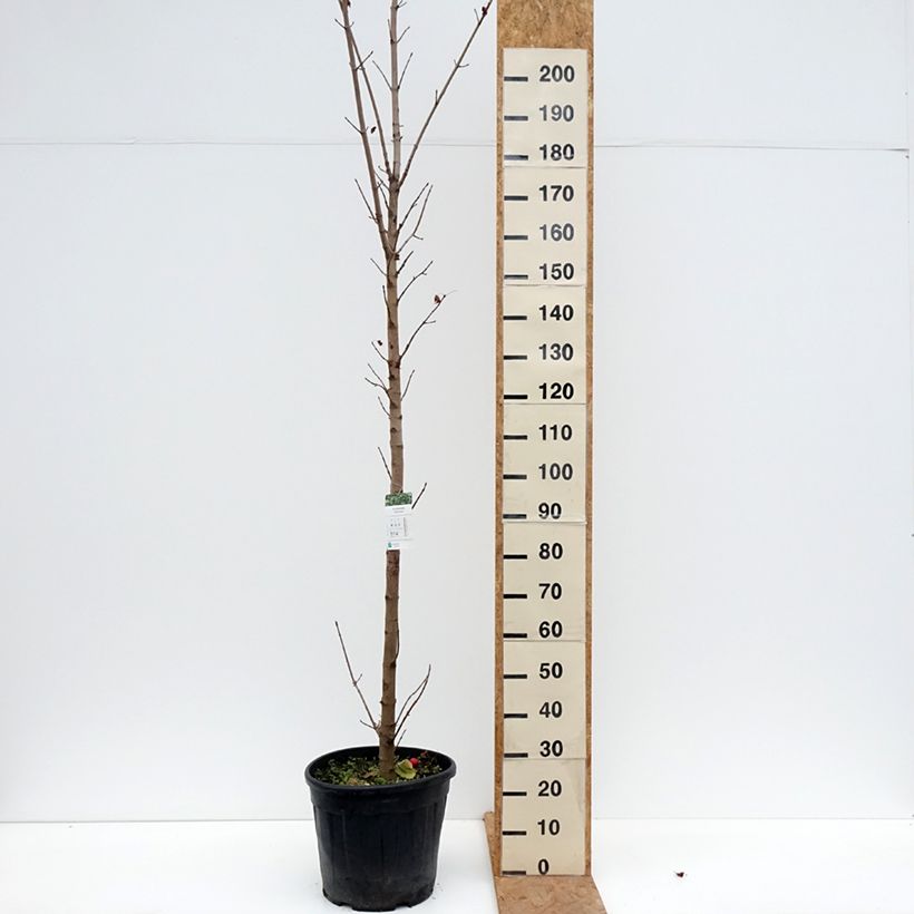 Spécimen de Acer platanoides Columnare - Érable plane Pot de 20L/25L, Tige, Tige 6/8 tel que livré en automne