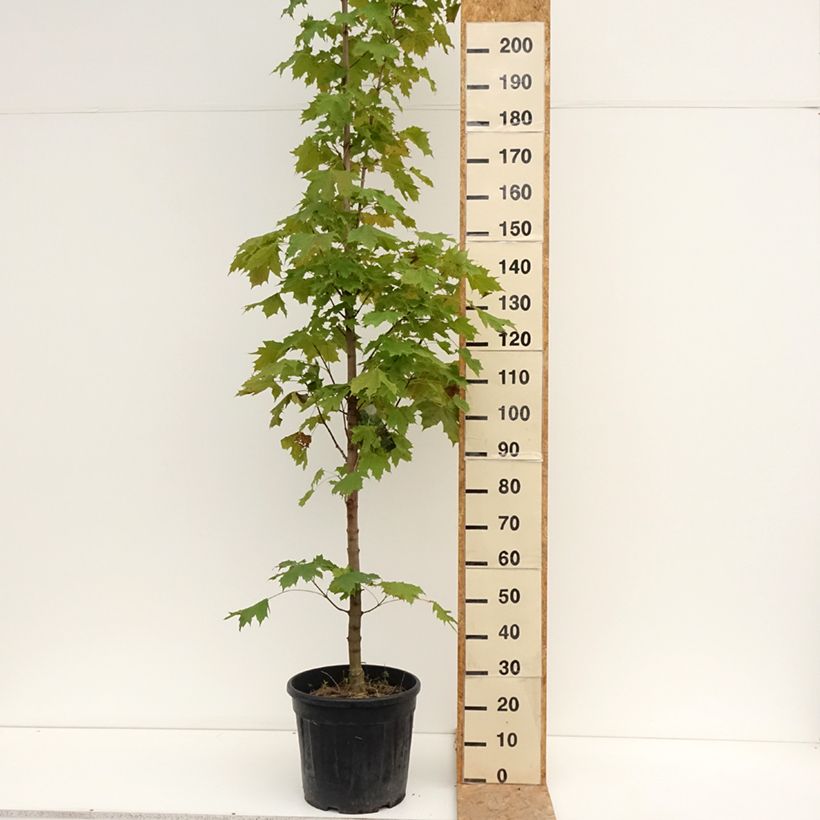 Spécimen de Acer platanoides Columnare - Érable plane Pot de 20L/25L, Tige, Tige 6/8 tel que livré en été