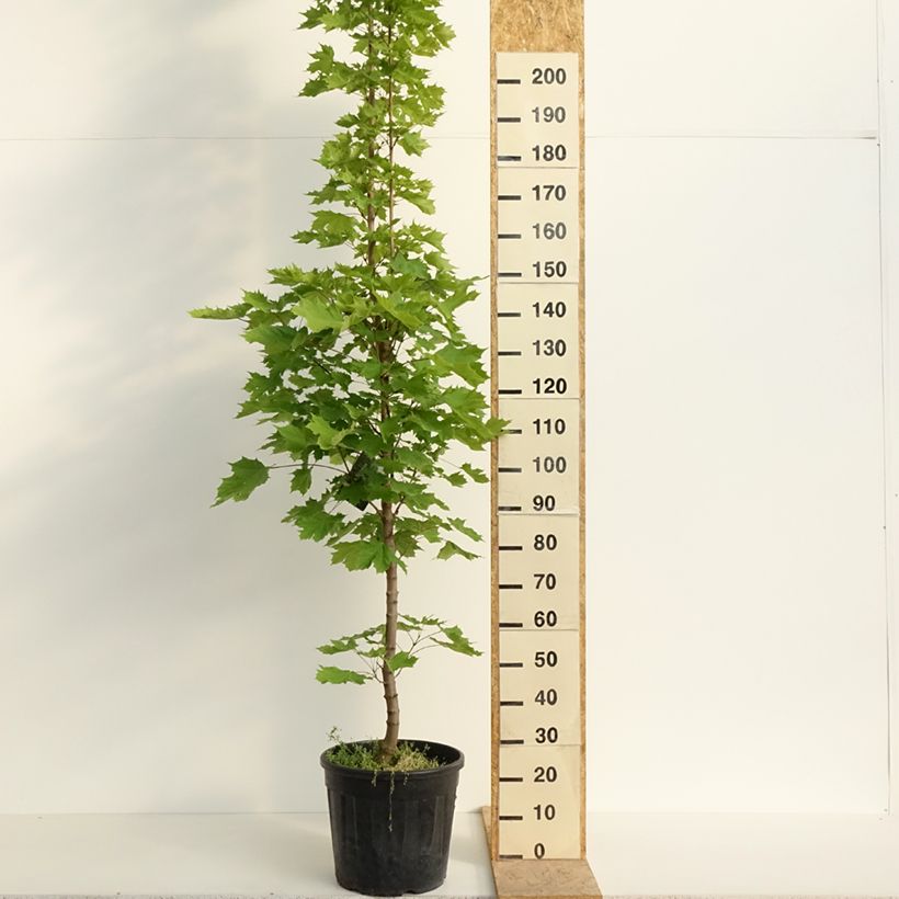 Example of Acer platanoides Columnare - Érable plane Pot de 20L/25L, Tige, Tige 6/8 as you get in printemps