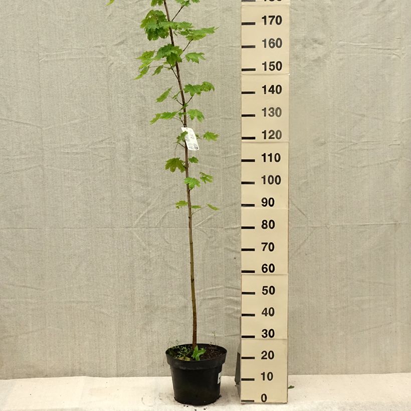 Spécimen de Acer platanoides - Érable plane Pot de 7,5L/10L tel que livré en été