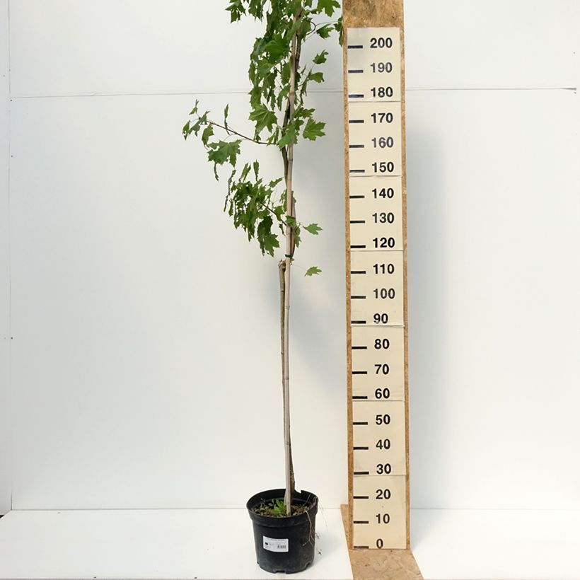 Spécimen de Acer platanoides Maculatum - Erable plane Pot de 12L/15L, Tige tel que livré en été