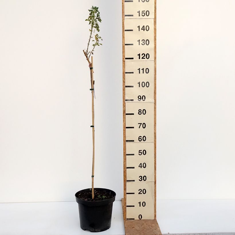 Spécimen de Acer platanoides Novush - Erable plane miniature  Pot de 7,5L/10L, Tige tel que livré en automne