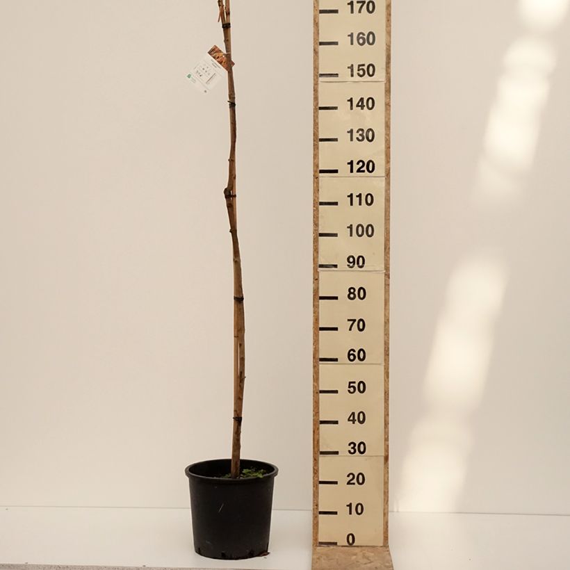 Example of Acer platanoides Paldiski - Erable plane Pot de 12L/15L, Tige as you get in hiver