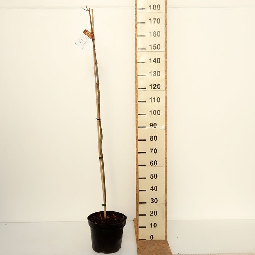Spécimen de Acer platanoides Paldiski - Erable plane Pot de 12L/15L, Tige tel que livré en automne