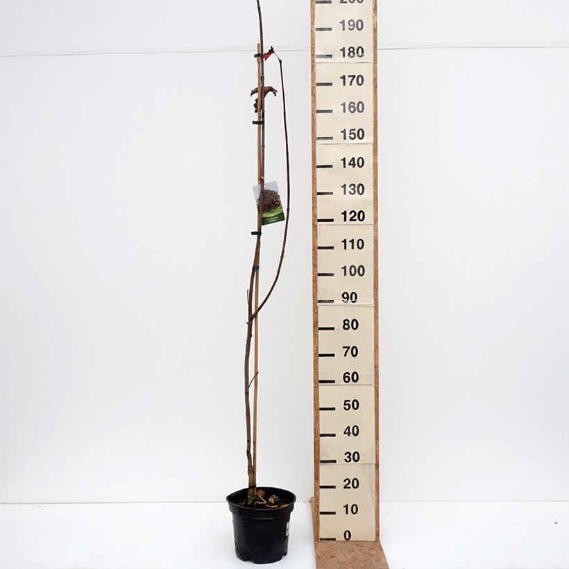 Spécimen de Acer platanoides Royal Red - Érable plane Pot de 7,5L/10L tel que livré en automne