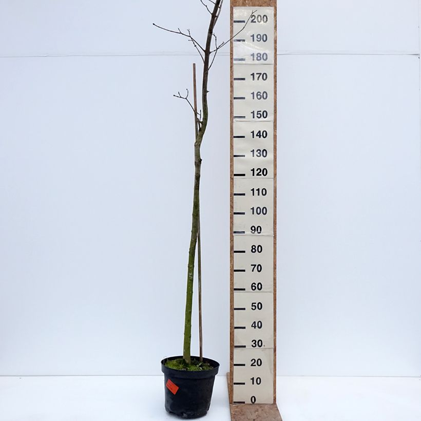 Example of Acer platanoides Tharandt - Erable plane Pot de 12L/15L, Tige as you get in hiver