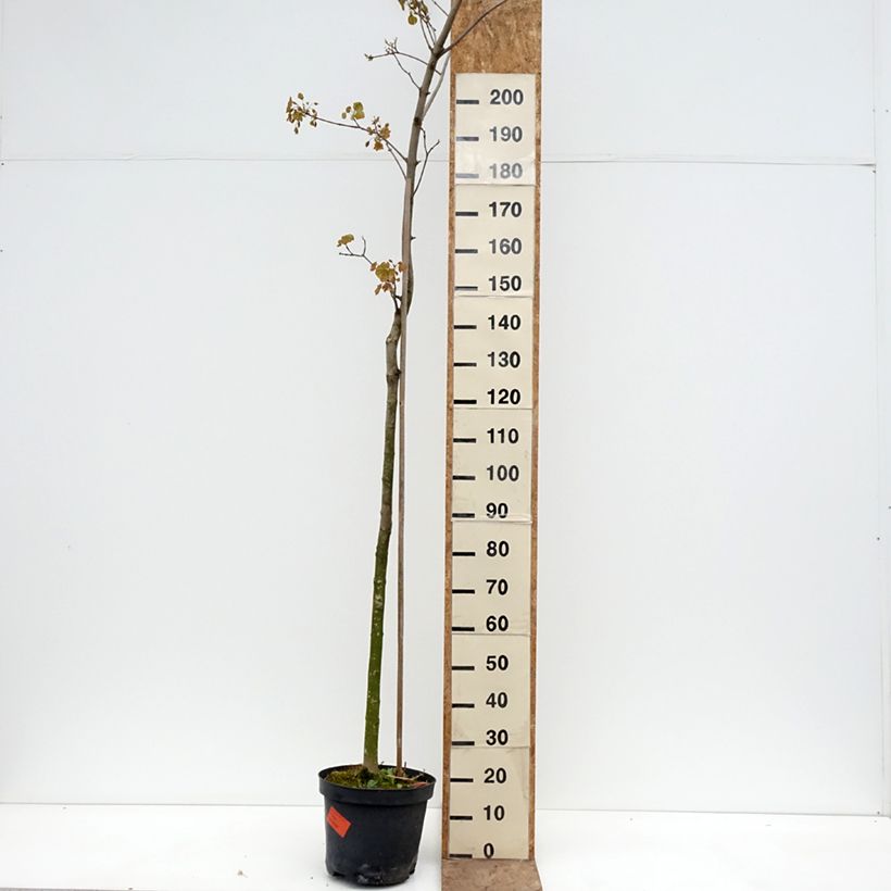 Spécimen de Acer platanoides Tharandt - Erable plane Pot de 12L/15L, Tige tel que livré au printemps