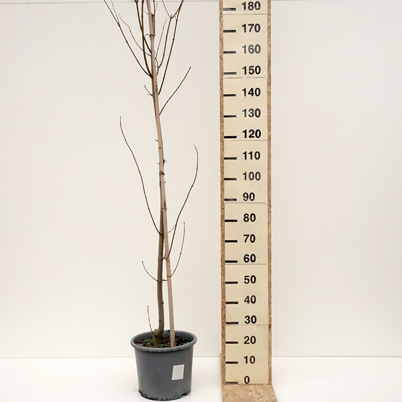 Example of Acer rubrum Armstrong - Érable rouge Pot de 12L/15L, Baliveau as you get in hiver