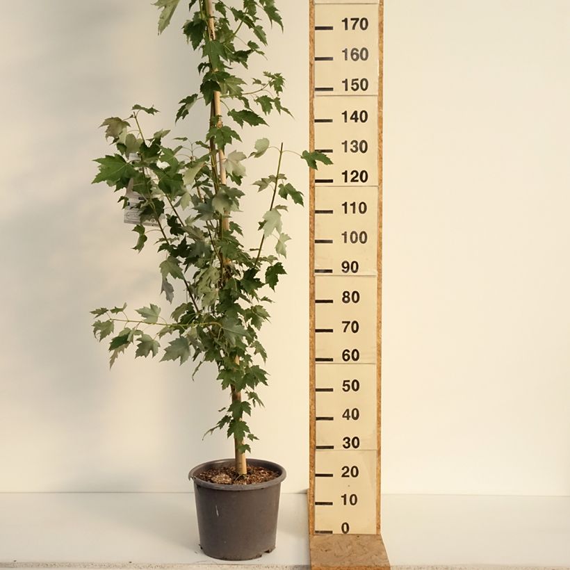 Spécimen de Acer rubrum Armstrong - Érable rouge Pot de 12L/15L, Baliveau tel que livré en été