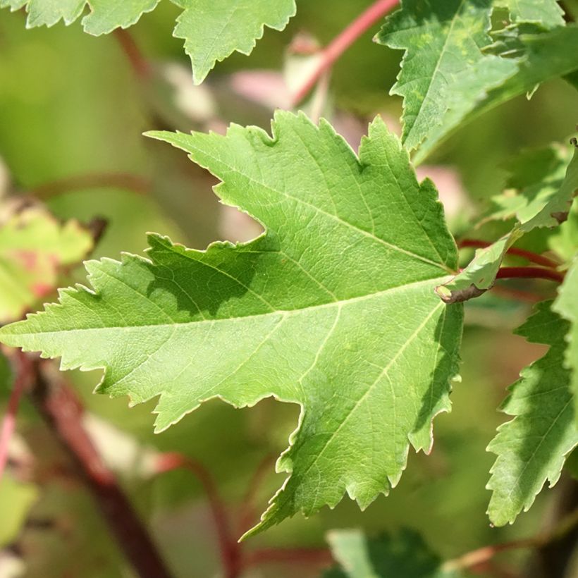 Acer rubrum Armstrong Gold - Erable rouge (Foliage)