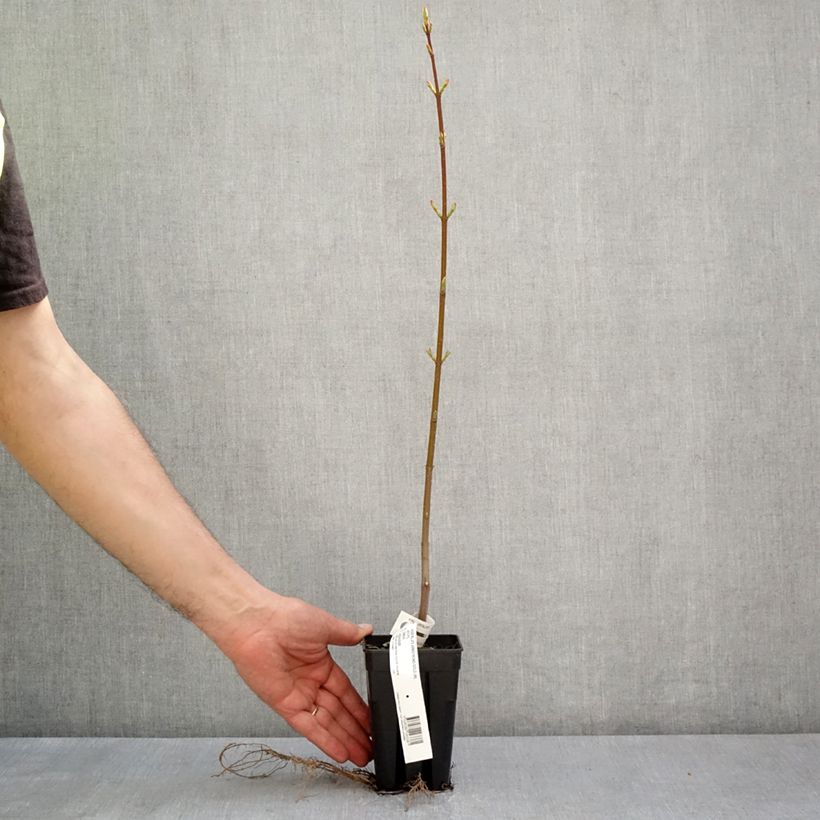 Example of Acer rubrum Armstrong Gold - Erable rouge Pot de 1L/1,5L as you get in printemps