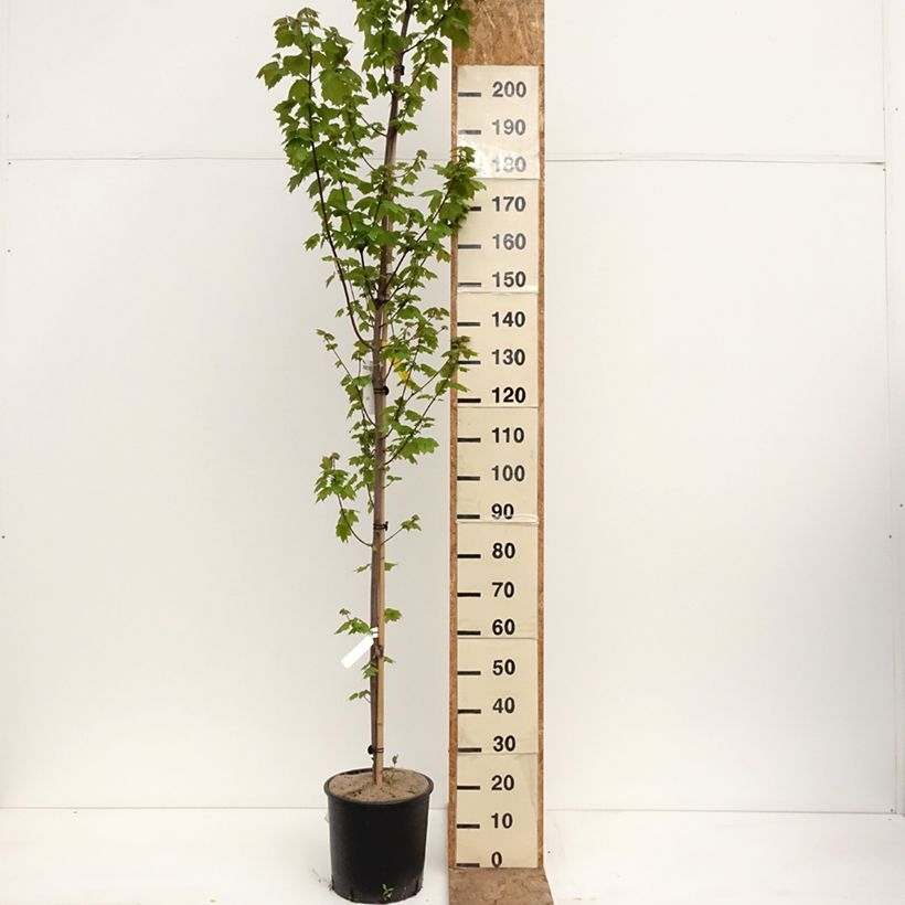 Spécimen de Acer rubrum Fairview Flame - Erable rouge Pot de 12L/15L tel que livré au printemps