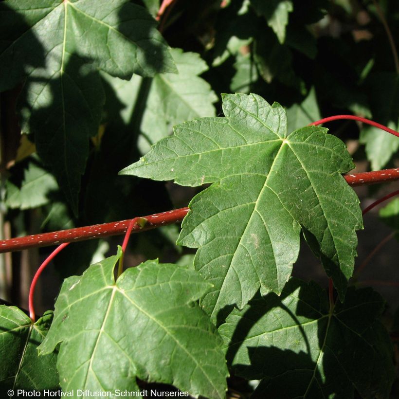 Acer rubrum Redpointe - Erable rouge (Foliage)