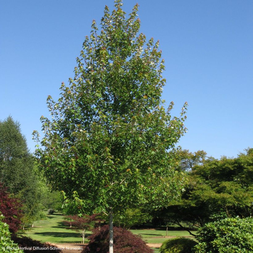 Acer rubrum Redpointe - Erable rouge (Plant habit)