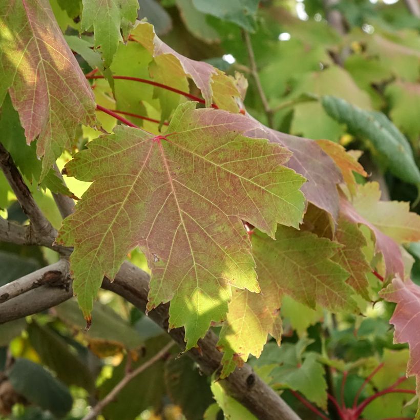 Acer rubrum Sekka - Erable rouge (Feuillage)