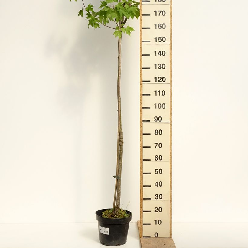 Spécimen de Acer rubrum Sekka - Erable rouge Pot de 4L/5L tel que livré au printemps