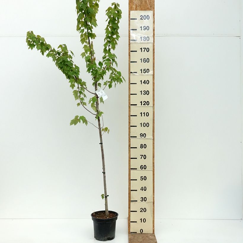 Spécimen de Acer rubrum Somerset - Erable rouge Pot de 7,5L/10L tel que livré en été