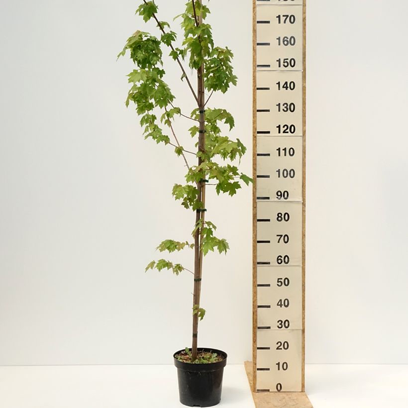 Example of Acer rubrum Somerset - Erable rouge Pot de 7,5L/10L as you get in printemps