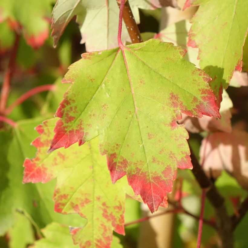 Acer rubrum Sun Valley - Érable rouge (Foliage)