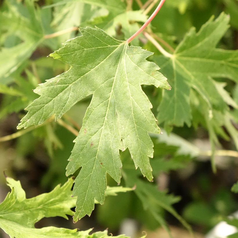 Acer saccharinum Laciniatum Wieri - Érable argenté (Foliage)
