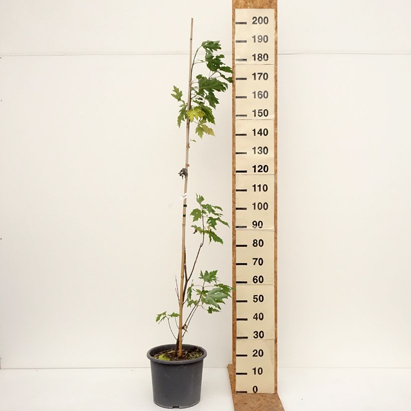 Spécimen de Acer saccharinum Pyramidale - Érable argenté Pot de 12L/15L tel que livré en automne