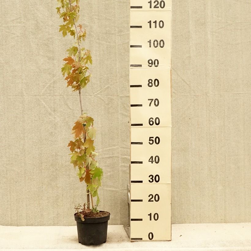 Spécimen de Acer saccharinum Pyramidale - Érable argenté Pot de 3L/4L tel que livré en été