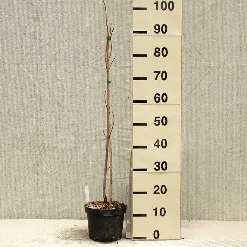 Example of Acer saccharinum Pyramidale - Érable argenté Pot de 3L/4L as you get in printemps