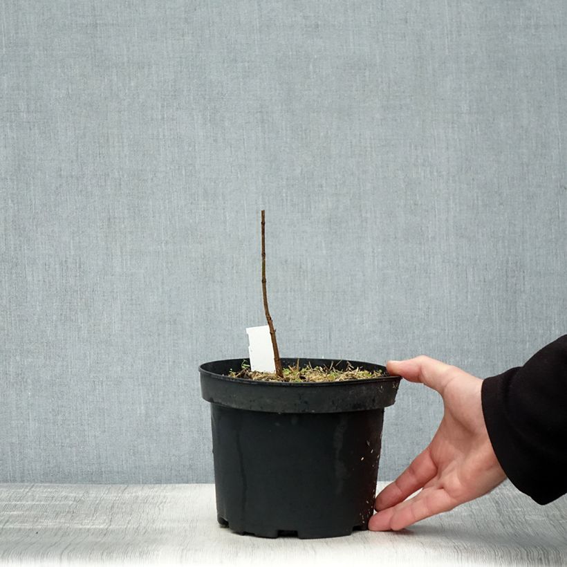 Example of Acer saccharum - Érable à sucre Pot de 3L/4L as you get in automne