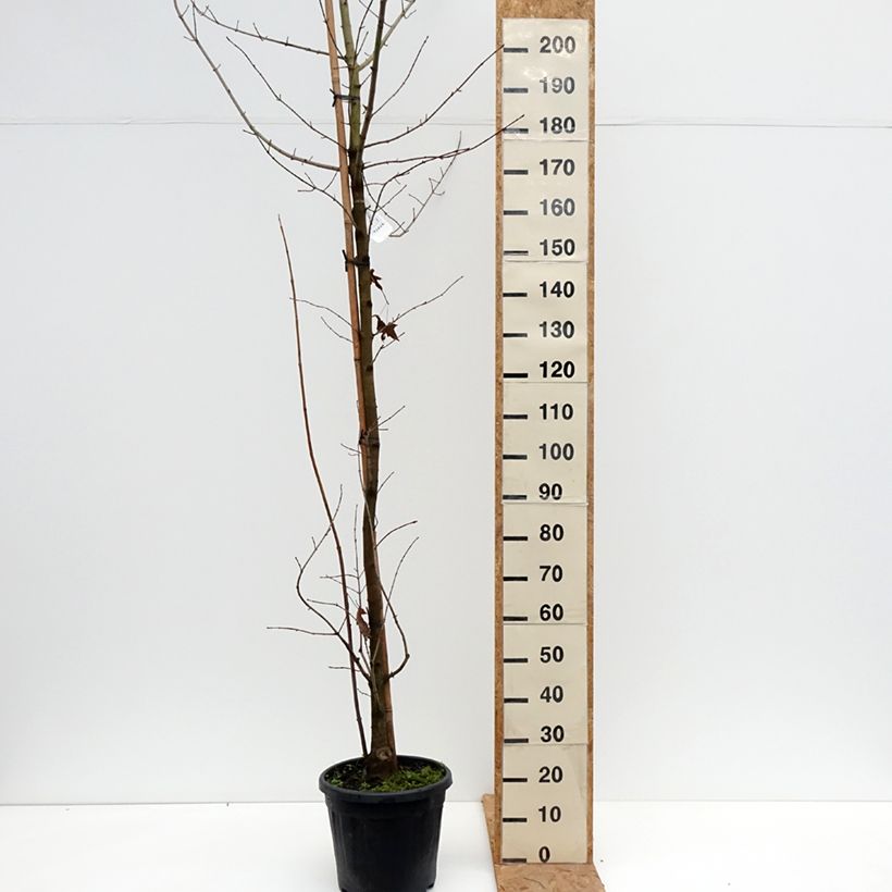Spécimen de Acer x zoeschense  Annae - Erable hybride de Zöschen Pot de 12L/15L tel que livré en automne