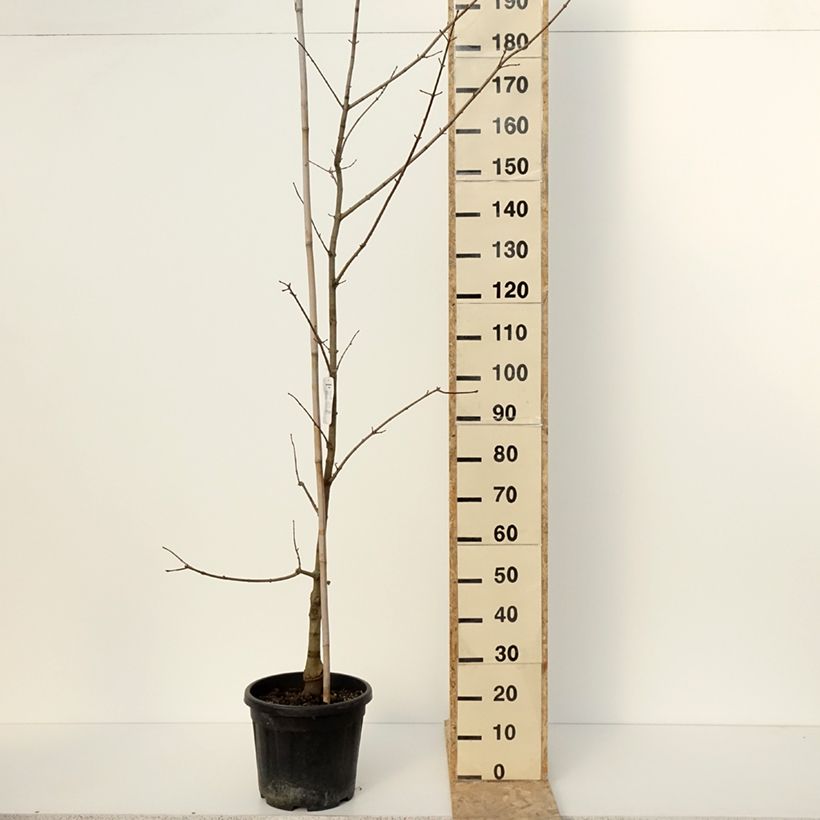 Example of Acer x zoeschense  Annae - Erable hybride de Zöschen Pot de 12L/15L as you get in hiver