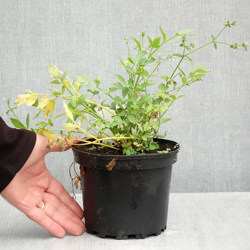 Spécimen de Ache des montagnes ou Livèche Pot de 2L/3L tel que livré en automne